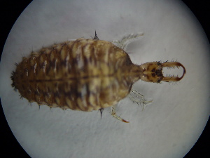  ( - NIBGE ALN-00363)  @12 [ ] CreativeCommons - Attribution Non-Commercial Share-Alike (2010) Muhammad Ashfaq National Institute for Biotechnology and Genetic Engineering Faisalabad Pakistan