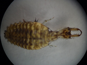  ( - NIBGE ALN-00376)  @12 [ ] CreativeCommons - Attribution Non-Commercial Share-Alike (2010) Muhammad Ashfaq National Institute for Biotechnology and Genetic Engineering Faisalabad Pakistan