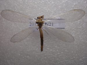  ( - NIBGE ALN-00398)  @12 [ ] CreativeCommons - Attribution Non-Commercial Share-Alike (2011) Muhammad Ashfaq National Institute for Biotechnology and Genetic Engineering Faisalabad Pakistan