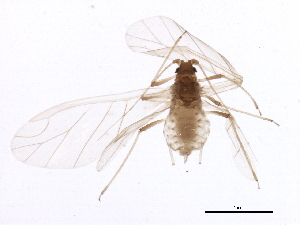  ( - NIBGE APH-00099)  @13 [ ] CreativeCommons - Attribution (2012) CBG Photography Group Centre for Biodiversity Genomics