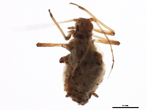  ( - NIBGE APH-00110)  @12 [ ] CreativeCommons - Attribution (2012) CBG Photography Group Centre for Biodiversity Genomics