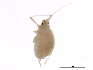  ( - NIBGE APH-00121)  @13 [ ] CreativeCommons - Attribution (2012) CBG Photography Group Centre for Biodiversity Genomics