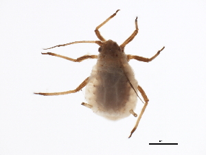  ( - NIBGE APH-00127)  @13 [ ] CreativeCommons - Attribution (2012) CBG Photography Group Centre for Biodiversity Genomics