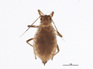  ( - NIBGE APH-00129)  @13 [ ] CreativeCommons - Attribution (2012) CBG Photography Group Centre for Biodiversity Genomics