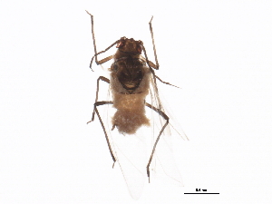  ( - NIBGE APH-00141)  @12 [ ] CreativeCommons - Attribution (2012) CBG Photography Group Centre for Biodiversity Genomics
