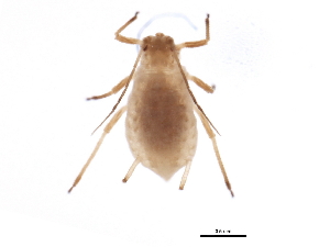  ( - NIBGE APH-00176)  @13 [ ] CreativeCommons - Attribution (2012) CBG Photography Group Centre for Biodiversity Genomics