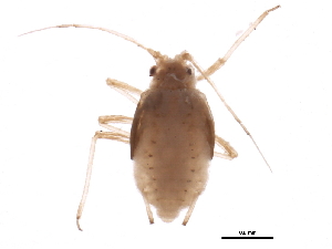  ( - NIBGE APH-00180)  @13 [ ] CreativeCommons - Attribution (2012) CBG Photography Group Centre for Biodiversity Genomics