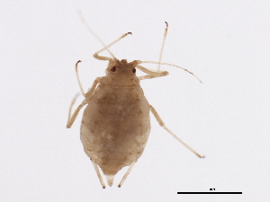  ( - NIBGE APH-00184)  @13 [ ] CreativeCommons - Attribution (2012) CBG Photography Group Centre for Biodiversity Genomics