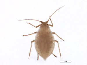  ( - NIBGE APH-00124)  @13 [ ] CreativeCommons - Attribution (2012) CBG Photography Group Centre for Biodiversity Genomics