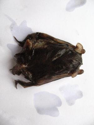  (Pipistrellus ceylonicus - NIBGE BAT-00004)  @11 [ ] CreativeCommons - Attribution Non-Commercial Share-Alike (2011) M. Mahmood-ul-Hassan National Institute for Biotechnology and Genetic Engineering Faisalabad Pakistan