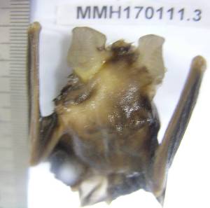  ( - NIBGE BAT-00007)  @11 [ ] CreativeCommons - Attribution Non-Commercial Share-Alike (2011) M. Mahmood-ul-Hassan National Institute for Biotechnology and Genetic Engineering Faisalabad Pakistan
