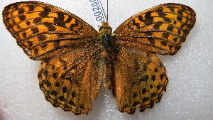  (Argynnis kamala - NIBGE BUT-00280)  @14 [ ] CreativeCommons - Attribution Non-Commercial Share-Alike (2012) Muhammad Ashfaq National Institute for Biotechnology and Genetic Engineering Faisalabad Pakistan