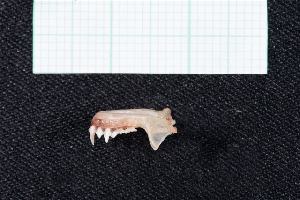  (Dermanura - JFD_01303)  @11 [ ] CreativeCommons  Attribution Non-Commercial Share-Alike (2019) Juan F Diaz Nieto Universidad EAFIT