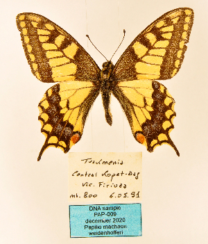  (Papilio machaon weidenhofferi - MB-PAP09)  @11 [ ] by-nc (2020) Maurizio Bollino Unspecified