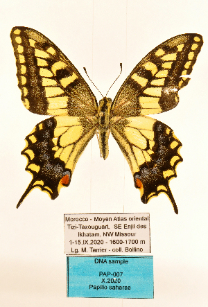  (Papilio neosaharae - MB-PAP07)  @11 [ ] by-nc (2020) Maurizio Bollino Unspecified