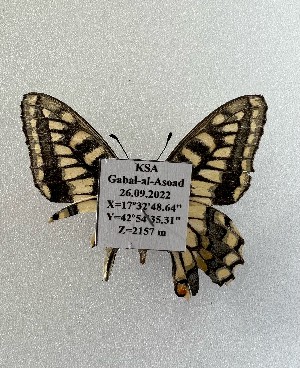  (Papilio saharae rathjensi - MC-RUD1)  @11 [ ] by-nc (2020) Rudi Verovnik Rudi Verovnik