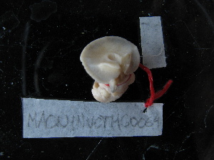  ( - MACNINVCTMG0064)  @12 [ ] CreativeCommons - Attribution Non-Commercial (2010) Pablo Penchaszadeh, MACN Museo Argentino de Ciencias Naturales