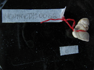  ( - MACNINVCTMG0066)  @12 [ ] CreativeCommons - Attribution Non-Commercial (2010) Pablo Penchaszadeh, MACN Museo Argentino de Ciencias Naturales