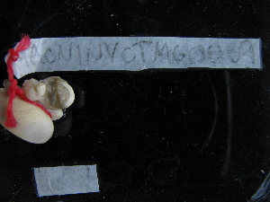  (Olivancillaria deshayesiana - MACNINVCTMG0069)  @12 [ ] CreativeCommons - Attribution Non-Commercial (2010) Pablo Penchaszadeh, MACN Museo Argentino de Ciencias Naturales
