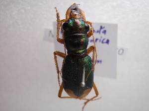  (Megacephala euphratica - NIBGE COL-00175)  @13 [ ] CreativeCommons - Attribution Non-Commercial Share-Alike (2010) Muhammad Ashfaq National Institute for Biotechnology and Genetic Engineering Faisalabad Pakistan