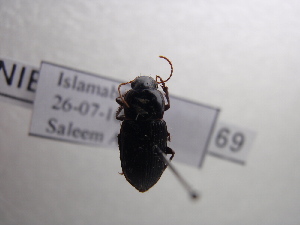  (Harpalus tenebrosus - NIBGE COL-00269)  @13 [ ] CreativeCommons - Attribution Non-Commercial Share-Alike (2010) Muhammad Ashfaq National Institute for Biotechnology and Genetic Engineering Faisalabad Pakistan