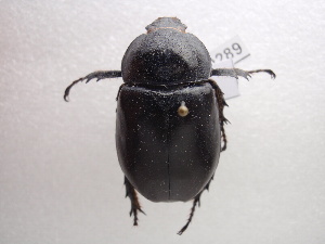  (Xylotrupes mniszechi - NIBGE COL-00289)  @14 [ ] CreativeCommons - Attribution Non-Commercial Share-Alike (2010) Muhammad Ashfaq National Institute for Biotechnology and Genetic Engineering Faisalabad Pakistan
