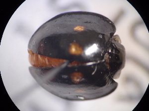  (Chilocorus infernalis - NIBGE COL-01307)  @12 [ ] CreativeCommons - Attribution Non-Commercial Share-Alike (2011) Muhammad Ashfaq National Institute for Biotechnology and Genetic Engineering Faisalabad Pakistan