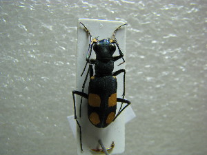  (Cicindela bicolor - NIBGE COL-01090)  @11 [ ] CreativeCommons - Attribution Non-Commercial Share-Alike (2011) Muhammad Ashfaq National Institute for Biotechnology and Genetic Engineering Faisalabad Pakistan