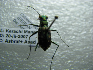  ( - NIBGE COL-01116)  @11 [ ] CreativeCommons - Attribution Non-Commercial Share-Alike (2011) Muhammad Ashfaq National Institute for Biotechnology and Genetic Engineering Faisalabad Pakistan
