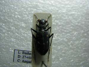  (Cicindela flavomaculata - NIBGE COL-01118)  @11 [ ] CreativeCommons - Attribution Non-Commercial Share-Alike (2011) Muhammad Ashfaq National Institute for Biotechnology and Genetic Engineering Faisalabad Pakistan