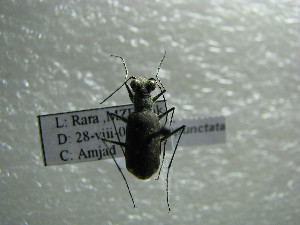  (Cylindera albopunctata - NIBGE COL-01157)  @12 [ ] CreativeCommons - Attribution Non-Commercial Share-Alike (2011) Muhammad Ashfaq National Institute for Biotechnology and Genetic Engineering Faisalabad Pakistan