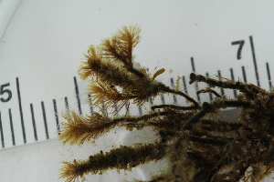  ( - 2016_BIO309A_76)  @11 [ ] CreativeCommons - Attribution Non-Commercial Share-Alike (2016) University of Bergen University of Bergen, Natural History Collections