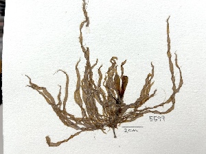  ( - GWS005599)  @11 [ ] Unspecified (default): All Rights Reserved  Unspecified Unspecified