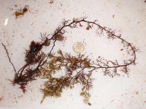 (Sargassum verruculosum - GWS015909)  @11 [ ] CreativeCommons - Attribution Non-Commercial Share-Alike (2010) Gary W. Saunders University of New Brunswick
