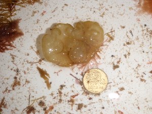  ( - GWS016353)  @11 [ ] CreativeCommons - Attribution Non-Commercial Share-Alike (2010) Gary W. Saunders University of New Brunswick