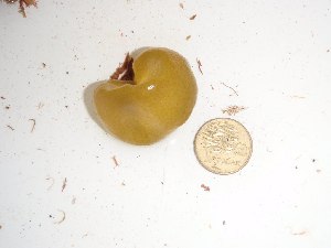  ( - GWS016408)  @11 [ ] CreativeCommons - Attribution Non-Commercial Share-Alike (2010) Gary W. Saunders University of New Brunswick