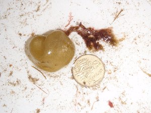  ( - GWS016523)  @11 [ ] CreativeCommons - Attribution Non-Commercial Share-Alike (2010) Gary W. Saunders University of New Brunswick