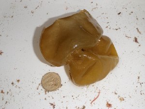  ( - GWS018263)  @11 [ ] CreativeCommons - Attribution Non-Commercial Share-Alike (2010) Gary W. Saunders University of New Brunswick