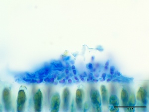  ( - GWS036828A)  @11 [ ] Unspecified (default): All Rights Reserved  Unspecified Unspecified