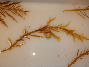  ( - GWS040955)  @11 [ ] Unspecified (default): All Rights Reserved  Unspecified Unspecified