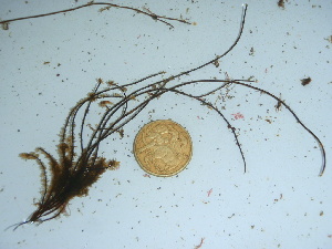  ( - GWS042296)  @11 [ ] Unspecified (default): All Rights Reserved  Unspecified Unspecified