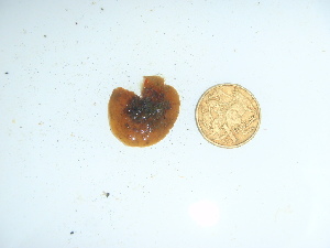  (Ralfsia unimaculata - GWS044197)  @11 [ ] Unspecified (default): All Rights Reserved  Unspecified Unspecified