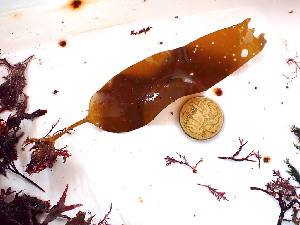  ( - GWS045087)  @11 [ ] Unspecified (default): All Rights Reserved  Unspecified Unspecified