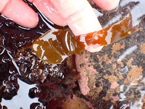  ( - GWS045260)  @11 [ ] Unspecified (default): All Rights Reserved  Unspecified Unspecified