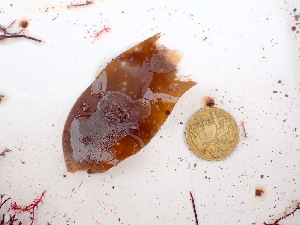  ( - GWS045883)  @11 [ ] Unspecified (default): All Rights Reserved  Unspecified Unspecified