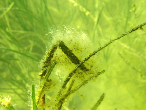  (Ectocarpus sp. 1siliculosus - GWS045992)  @11 [ ] Unspecified (default): All Rights Reserved  Unspecified Unspecified