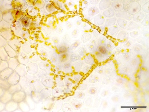  (Streblonema - GWS048699)  @11 [ ] Unspecified (default): All Rights Reserved  Unspecified Unspecified