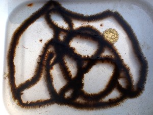  ( - GWS049450)  @11 [ ] Unspecified (default): All Rights Reserved  Unspecified Unspecified