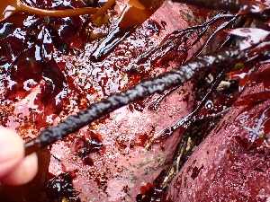  (Ectocarpus siliculosus - GWS050021)  @11 [ ] Unspecified (default): All Rights Reserved  Unspecified Unspecified