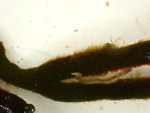  (Feldmannia simplex - GWS050024)  @11 [ ] Unspecified (default): All Rights Reserved  Unspecified Unspecified